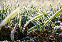 Sebze ve meyve fark etmez! Bu küçük dokunuş dona 'dur' diyor