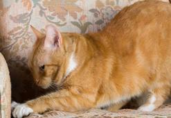 😺Kediniz koltuğu, perdeyi tırmalıyor mu? İzleri yok eden pratik çözüm