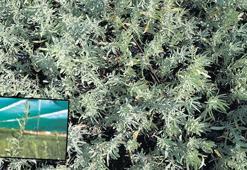 Kuraklık ve erozyona karşı ‘tuz çalısı’