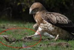 Doğada nadir görülen anlardan biri! Bursa'da kaydedildi