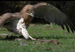 Doğada nadir görülen anlardan biri! Bursa'da kaydedildi