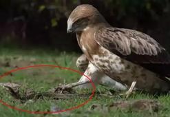 Doğada nadir görülen anlardan biri! Bursa'da kaydedildi