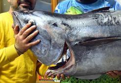 Çanakkale'de yakalandı: Oltamı koparan canavar sonunda koparamadı