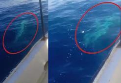 Hatay açıklarında korku dolu anlar! Dev köpek balığı balıkçı teknesine dolandı: 'Tekneyle neredeyse aynı boydaydı'