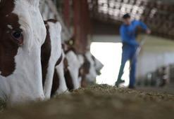 Hayvancılıkta gelecek yıl yetiştiricilere 36,6 milyar liralık destek öngörülüyor