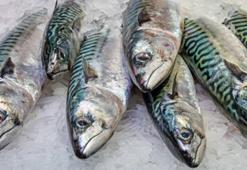 Tam mevsimi! Balık bereketi başladı: Kasım ayında hangi balık yenir? İşte tazeliğin zirvesinde olan türler