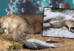 Kuş gribi kâbusu: Dağ aslanını öldürdü, sıra insanda mı? 'Ajan gibi hücreye sızıyor'