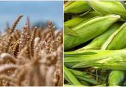 Arpa ve mısır ithalatında tarife kontenjanları değişti