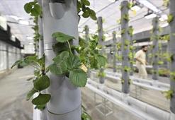 Topraksız dikey tarım uygulamaları enerjide geleceğe umut oluyor
