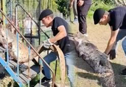 Yer: Sakarya! Amatör balıkçının oltasına servet takıldı: ‘Rahat bir 70 kilosu var’