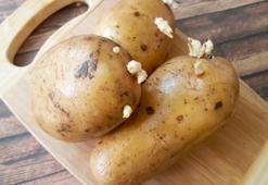 Patates çabucak filizleniyorsa çözümü çok basit! Tarladan toplanmış gibi kalacak