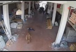 Depoya giren inek çalışanlara saldırdı