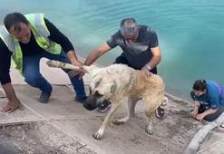 Kahraman anne Fırat Nehri'ne düşen kangal köpeğini böyle kurtardı