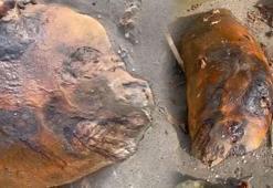 Yer: Tekirdağ! Sahiline vuran gizemli deniz canlısı şaşkınlık yarattı