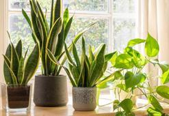 Bu bitkileri evinizde mutlaka bulundurun! Küf oluşumunu engelliyor, havayı temizliyor