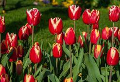 Bahçede lale devri yaşatmak isteyen şimdiden eksin! Kimsenin bilmediği detay