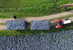 Kırmızı lahana hasadı başladı