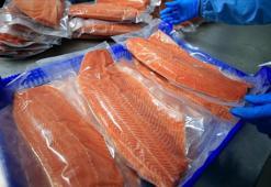 Doğu Karadeniz'in Türk somonu ihracatı 152 milyon doları aştı