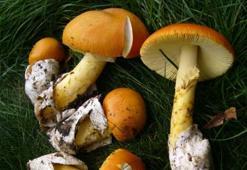 Padişah Mantarı/İmparator Mantarı nedir, ülkemizde hangi bölgelerde yetişir?