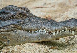 Soyu tükenmiş bir timsah türüne ait 55 milyon yıllık keşif