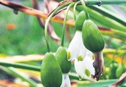 Aromatik ve tıbbi bitki için Hazine arazisi kiralanıyor