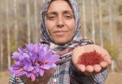 Vefat eden eşi için bulamadığı safranın üreticisi oldu: Çare arayanlar için bu işe başladım