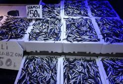 Trabzonlular hamsiye doydu: Kilosu 50 TL'den satılıyor