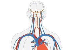 Damarlarda ilerleyerek belirli dokulara ilaç ulaştırabilen mikro robotlar test edildi