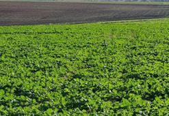Son dönemdeki yağışlar kanola üreticisini sevindirdi