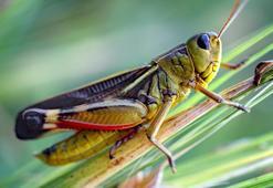 Çekirgeler uçar mı? Çekirgeler ne kadar yaşar?