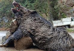 Dev avlandı! 7 avcı peşindeydi, Trabzon'da öldürüldü