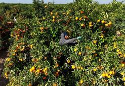 Mandalina dalında kaldı: Kilosu 3 liraya kadar geriledi