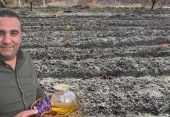 Dünyanın en pahalı baharatı! Harita mühendisi keşfetti: 'Denemek için tarlama ektim’