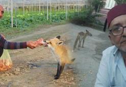 Küs kardeşlerin sıra dışı tilki rekabeti! Biri mangal partisi yaptı, diğeri pasta: 'Konuşmasak da kardeş atılmaz'