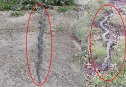 Yer: Afyonkarahisar! Metrelerce uzunluktaki zehirli yılan dehşete düşürdü