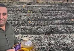 Dünyanın en pahalı baharatı! Harita mühendisi keşfetti