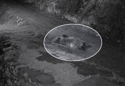 Mahalleliyi canından bezdiren ayı! Eve girip karnını doyurdu, kapıda yatarken ev sahibine yakalandı