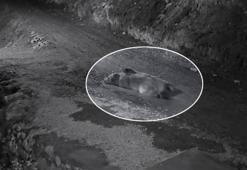 Mahalleliyi canından bezdiren ayı! Eve girip karnını doyurdu, kapıda yatarken ev sahibine yakalandı