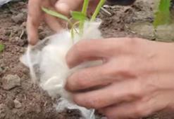 Fidan gövdesine sarılan yün boş değilmiş! Kimyasalsız koruma, 'muska' etkisi