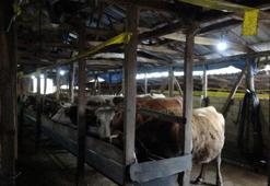 İstanbul'da şap alarmı! 21 mahalleye giriş çıkışlar kapatıldı