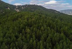 Orman Genel Müdürlüğü'nün 496 sözleşmeli personel alımına ilişkin detaylar belli oldu