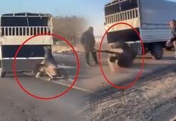 Kara yolunda korkunç anlar! Atı kamyonetin arkasında dakikalarca sürükledi
