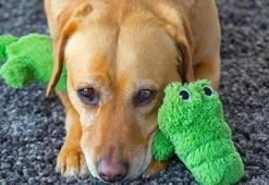 Sadece keki kabartmıyor, evcil hayvan kokusuna birebir! 1 gecede kesin sonuç