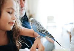 Muhabbet kuşları ve papağanlar nasıl insan gibi konuşabiliyor?