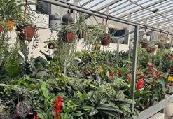 Süs bitkisi satışları arttı