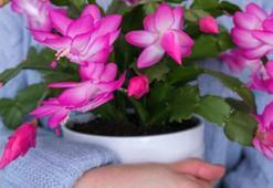 Yılbaşı kaktüsü çiçek açınca sakın kıpırdatmayın! İşte en kritik bakım sırrı