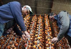 Girişimci iki komşunun kuruttuğu cennet hurması yurt içi ve dışında alıcı buluyor