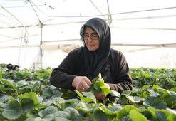 Topraksız tarım yöntemiyle çilek üretimi kadın emeğiyle büyüyor