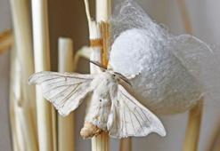 İpek böceğinden ipek nasıl elde edilir?