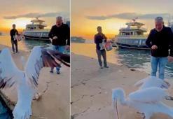 Sahile çıkan pelikanı, vatandaşlar balıkla besledi
